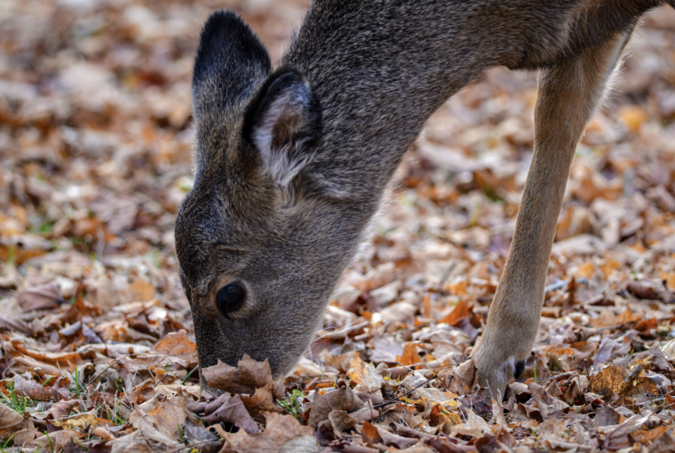 Another severe winter hampers UP deer herd